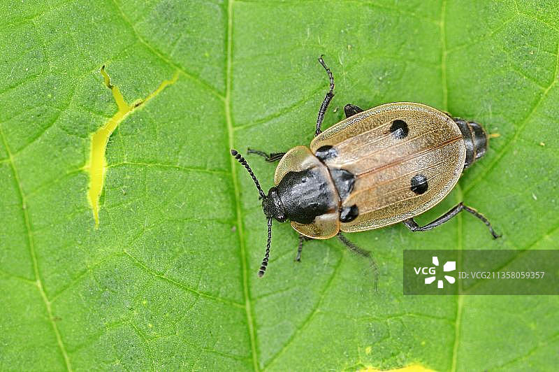 四点埋葬甲虫，德国北莱茵-威斯特法伦图片素材