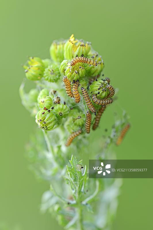 德国北莱茵-威斯特法伦州：红豆草上的朱砂蛾毛虫图片素材