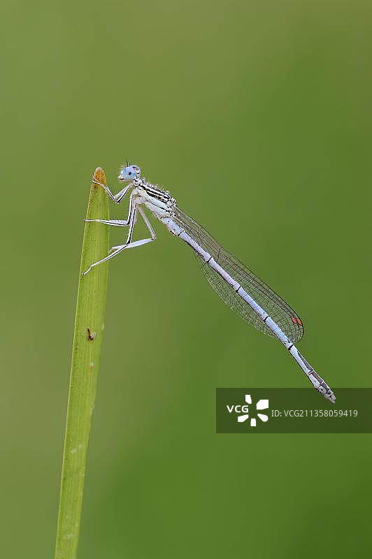 白腿丝蟌（雄性），德国北莱茵-威斯特法伦州，欧洲图片素材
