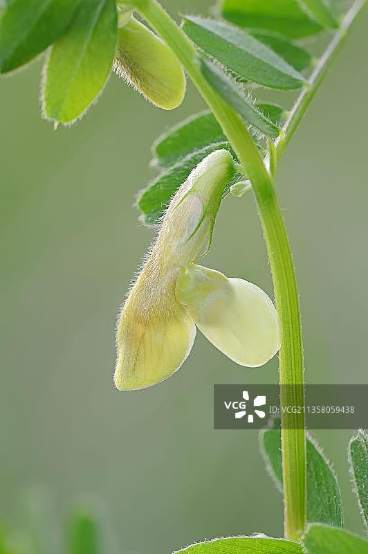 杂种野豌豆，法国南部普罗旺斯图片素材