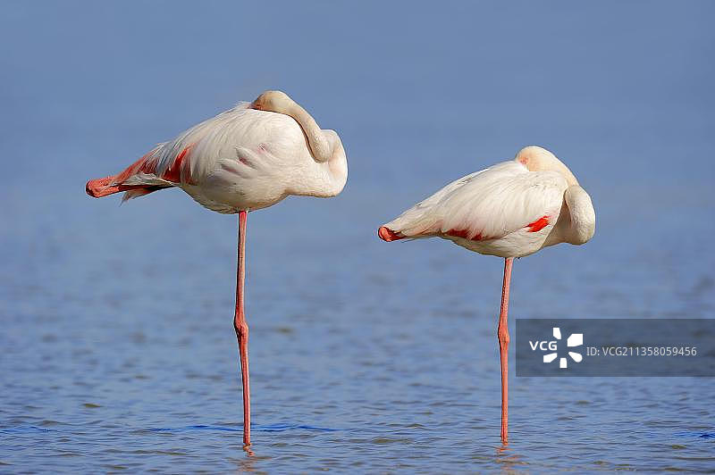 大红鹳，法国普罗旺斯卡马格图片素材