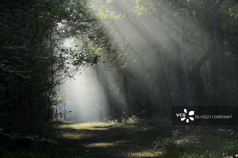 荷兰海尔德兰混合森林中晨雾中的阳光图片素材