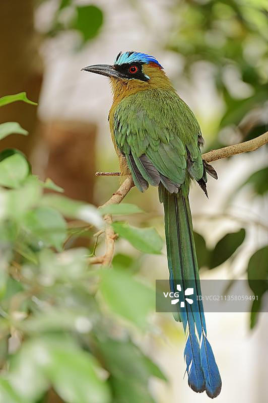 蓝冠Motmot鸟图片素材