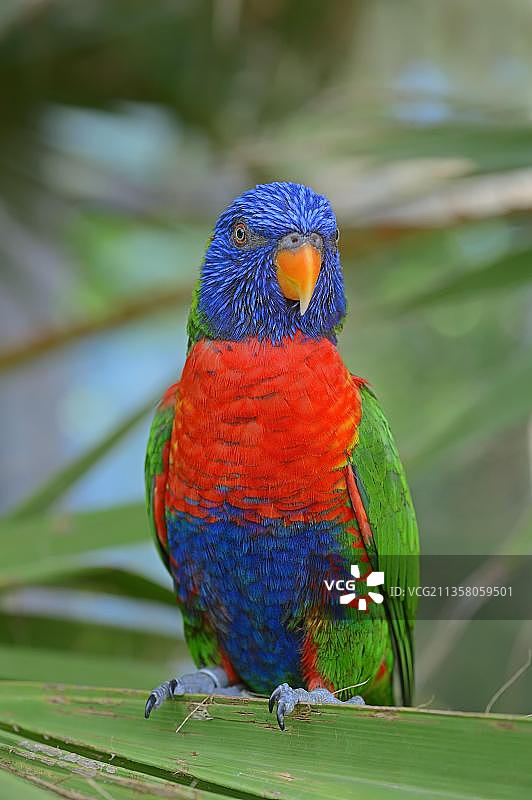 虹彩吸蜜鹦鹉图片素材