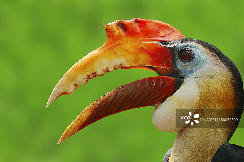 巽他皱盔犀鸟（Aceros corrugatus），雄性图片素材