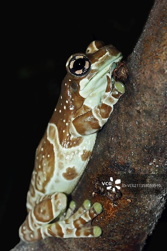 亚马逊牛奶蛙图片素材