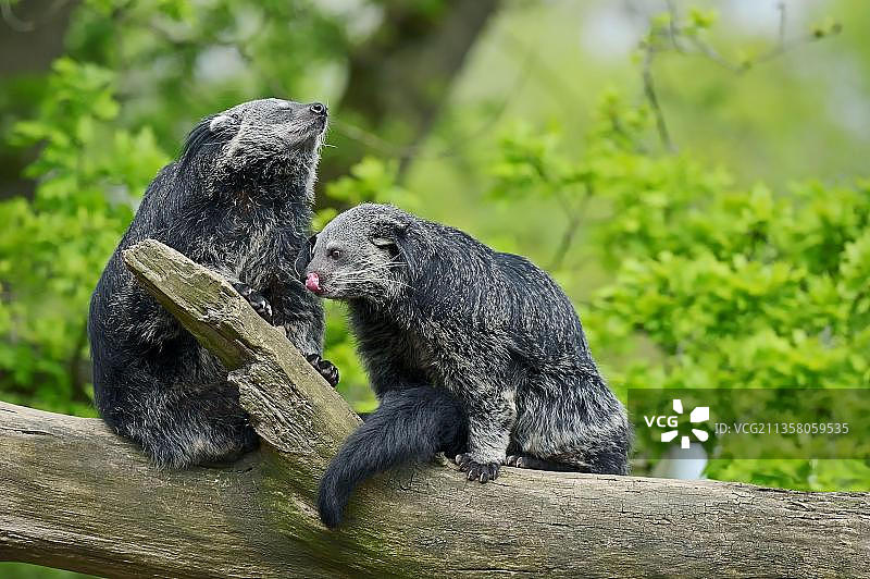 熊狸（Arctictis binturong），一对，亚洲熊狸，巴拉望熊狸图片素材