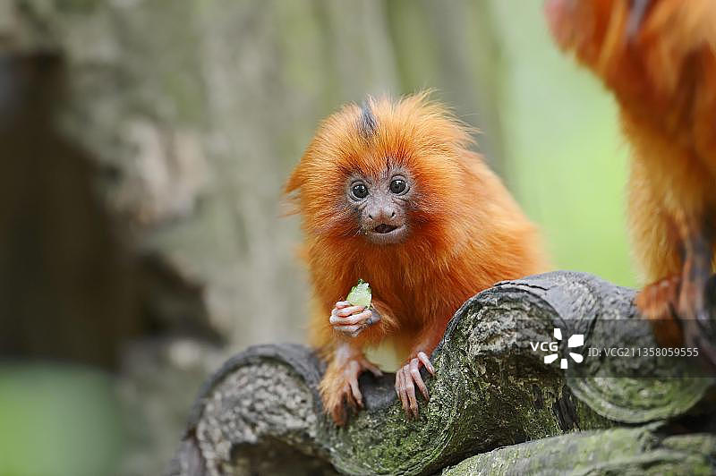 幼年金狮狨猴图片素材
