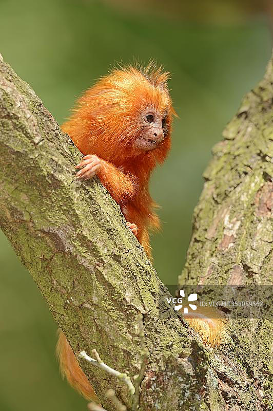 幼年金狮狨猴图片素材