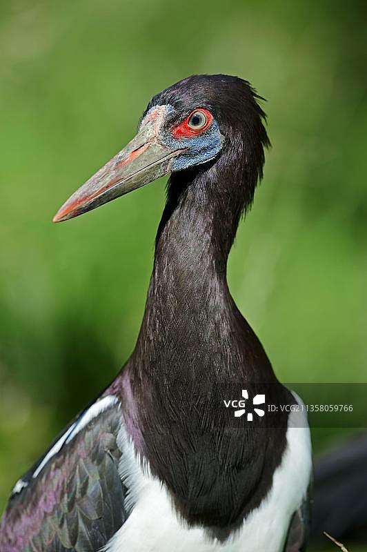 黑腹鹳图片素材