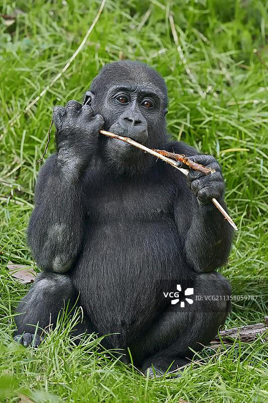 西部低地大猩猩幼崽图片素材