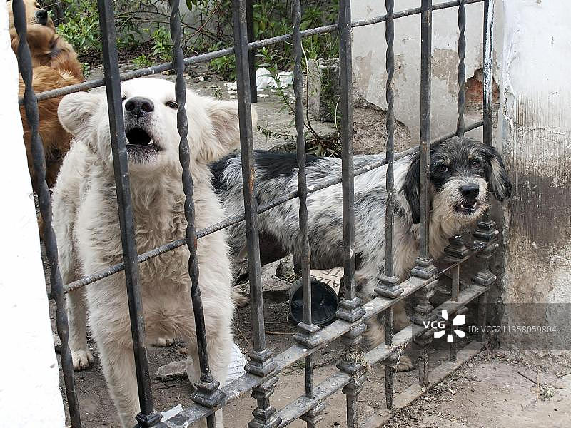 基多平钦查省厄瓜多尔南美洲大门后的混种犬图片素材