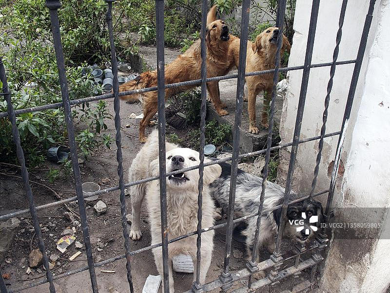 基多平钦查省厄瓜多尔南美洲大门后的混种犬图片素材