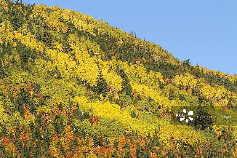 加斯佩西半岛，魁北克，加拿大，北美洲的混合森林图片素材