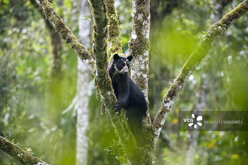 眼镜熊，在厄瓜多尔Pichincha省Maquipucuna保护区图片素材