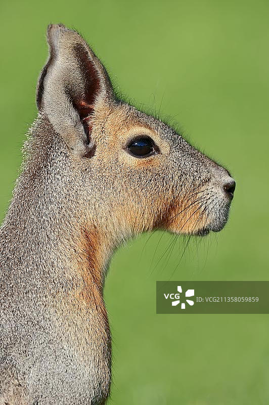 巴塔哥尼亚豚鼠图片素材