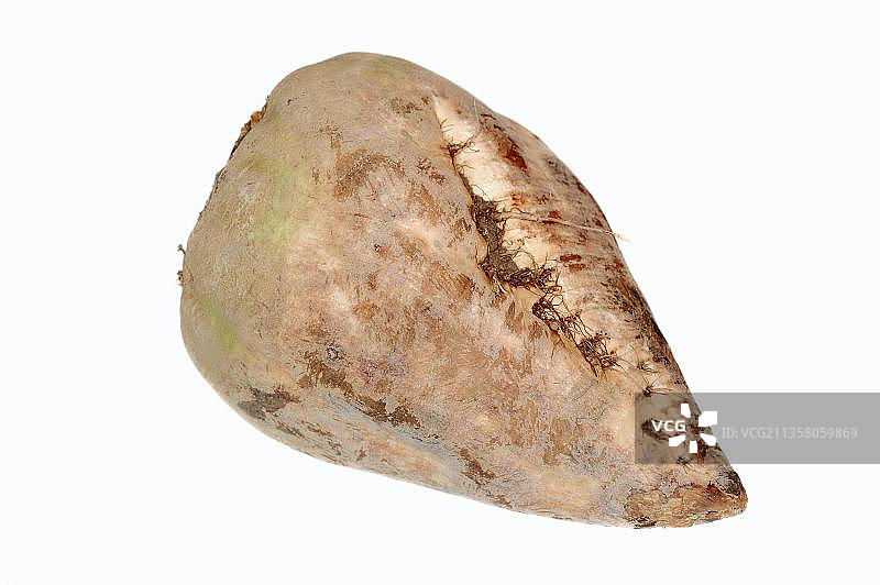 甜菜（Beta vulgaris ssp. vulgaris var. altissima）图片素材