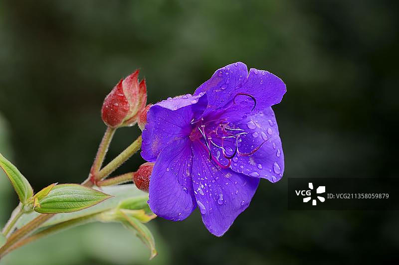 紫绒花，花蕾（Tibouchina urvilleana），亮叶野牡丹，金枪鱼浆果，紫罗兰树，热带紫罗兰灌木，公主灌木，野牡丹科图片素材