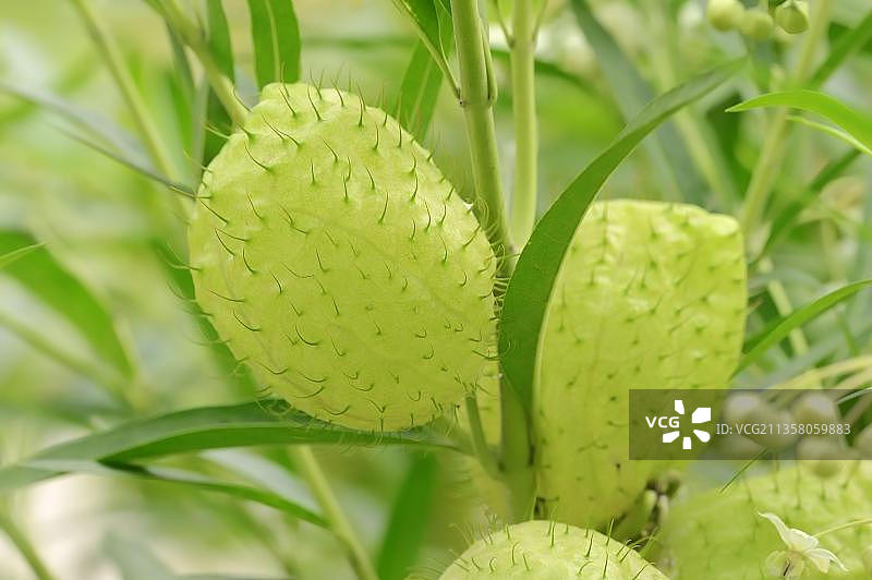 窄叶棉花灌木图片素材