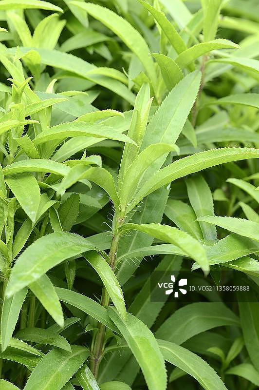墨西哥龙蒿,墨西哥万寿菊,甜万寿菊,云草,得克萨斯龙蒿,甜香(Tagetes lucida)万寿菊,Yauhtli,墨西哥薄荷万寿菊图片素材