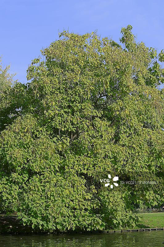 印度梓树（Catalpa bignonioides），南方梓树图片素材