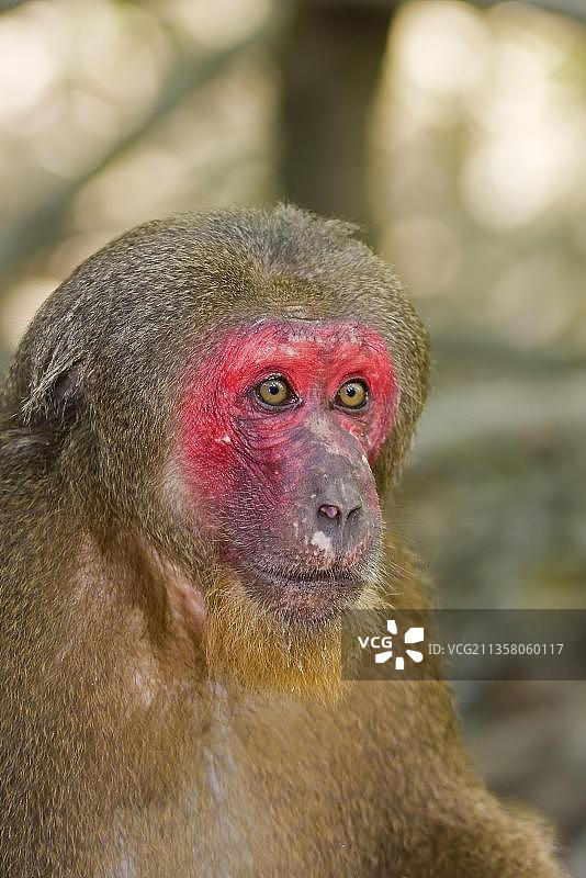 越南吉仙国家公园的猕猴图片素材