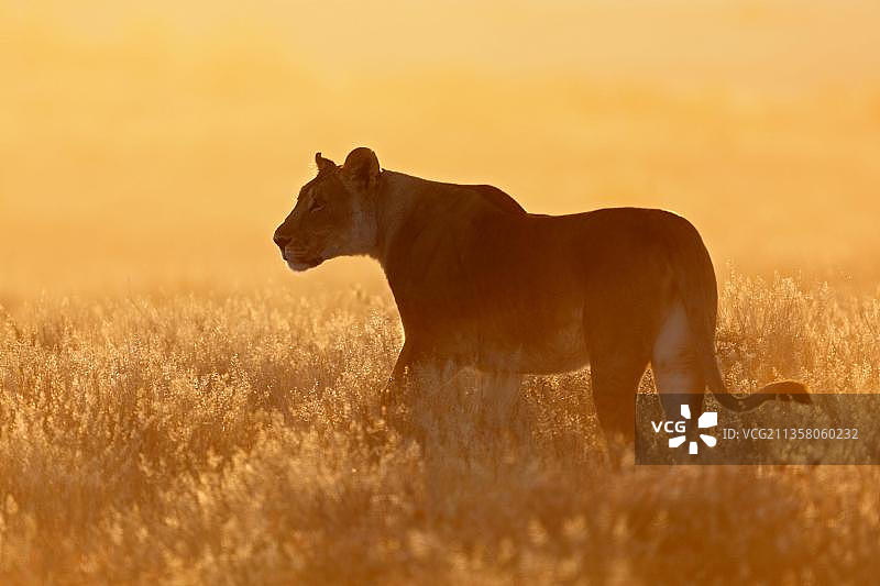 非洲狮（Panthera leo），母狮，纳米比亚埃托沙国家公园图片素材