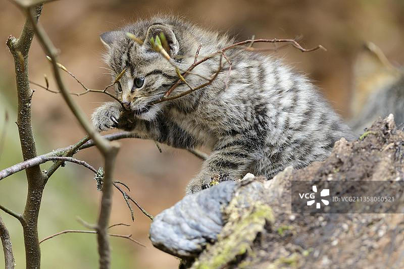 欧洲野猫幼崽，德国巴伐利亚森林国家公园图片素材