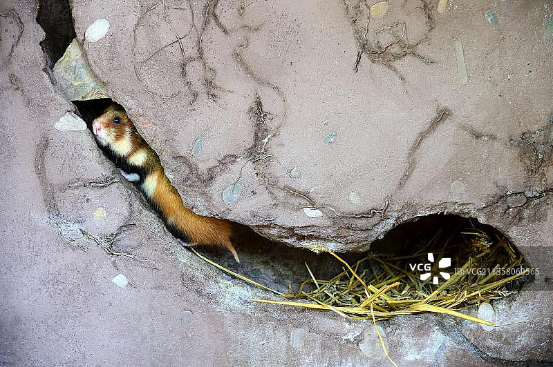 欧洲仓鼠，地穴中的常见仓鼠，法国阿尔萨斯图片素材
