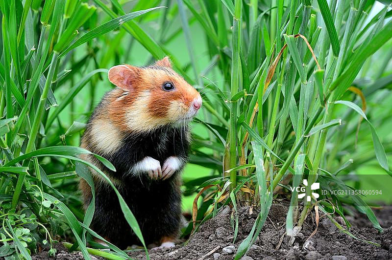 阿尔萨斯的欧洲仓鼠图片素材