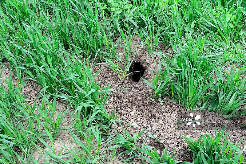 麦田里的欧洲仓鼠（法国阿尔萨斯）图片素材