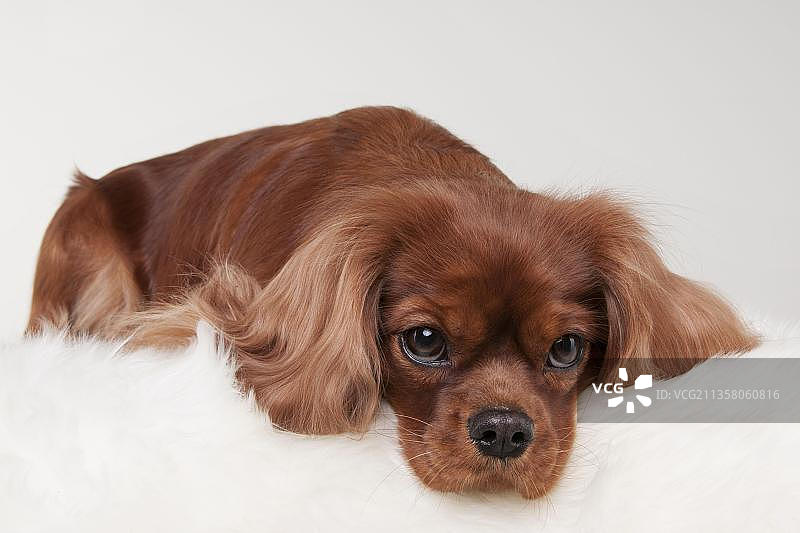 红宝石色的查理士王小猎犬图片素材