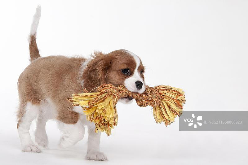 查理士王小猎犬幼犬，布伦海姆色，4个月，玩耍绳索，玩具图片素材