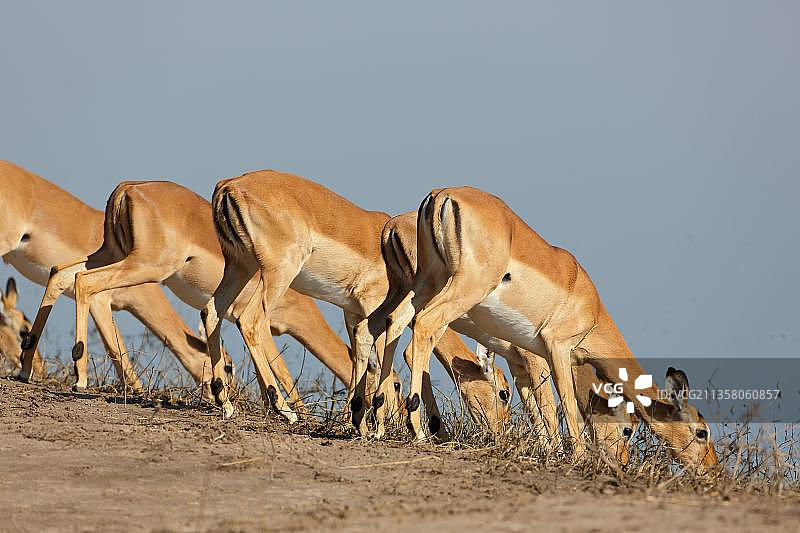 非洲博茨瓦纳乔贝河的黑脸高角羚图片素材