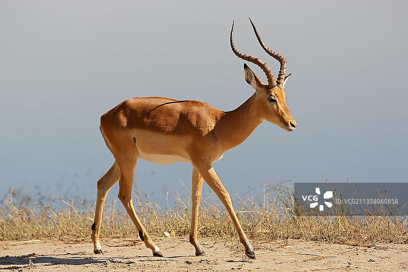 非洲博茨瓦纳乔贝河的黑脸高角羚图片素材