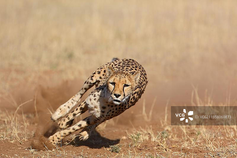 猎豹，非洲纳米比亚图片素材