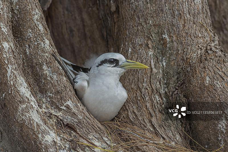白尾热带鸟，塞舌尔群岛鸟岛，非洲图片素材