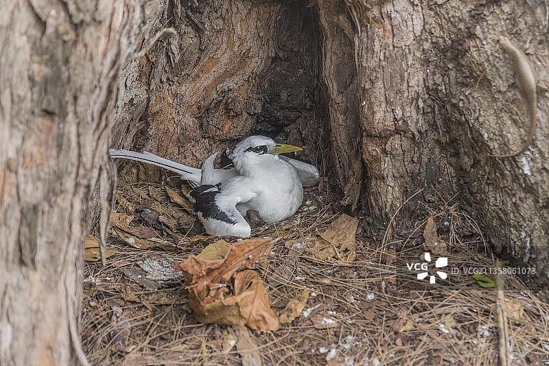 白尾热带鸟，塞舌尔群岛鸟岛，非洲图片素材