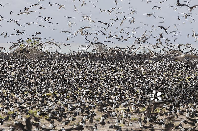 俄罗斯燕鸥，冰岛，塞舌尔，非洲图片素材