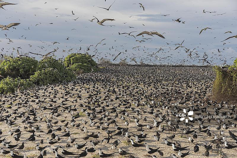 俄罗斯燕鸥，冰岛，塞舌尔，非洲图片素材