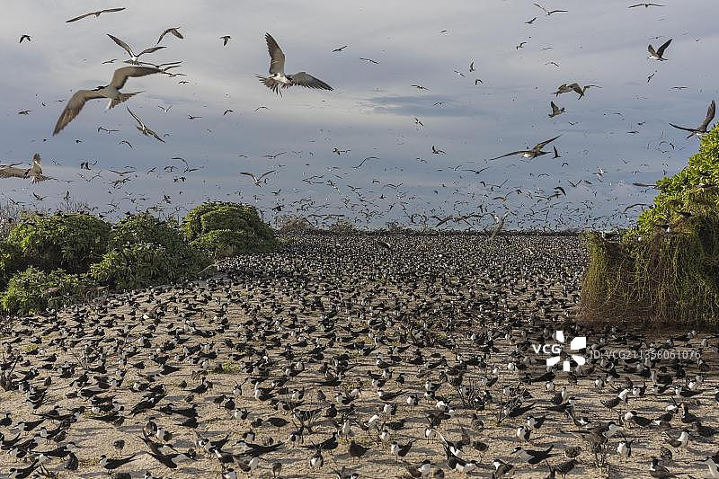 俄罗斯燕鸥，冰岛，塞舌尔，非洲图片素材