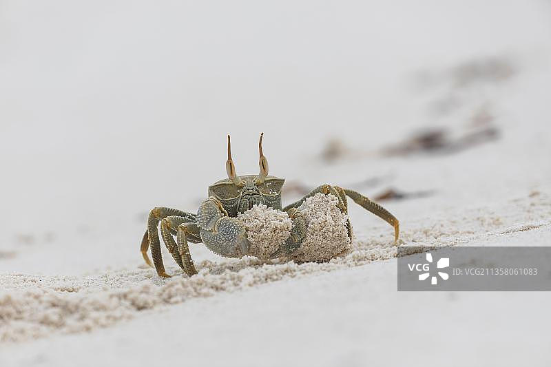 角眼沙蟹，鸟岛，塞舌尔，非洲图片素材
