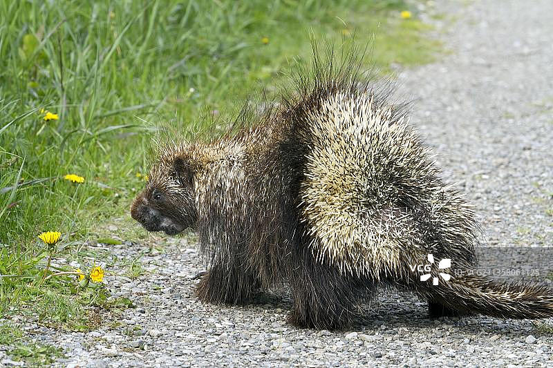 北美豪猪：加拿大魁北克省福里隆国家公园图片素材