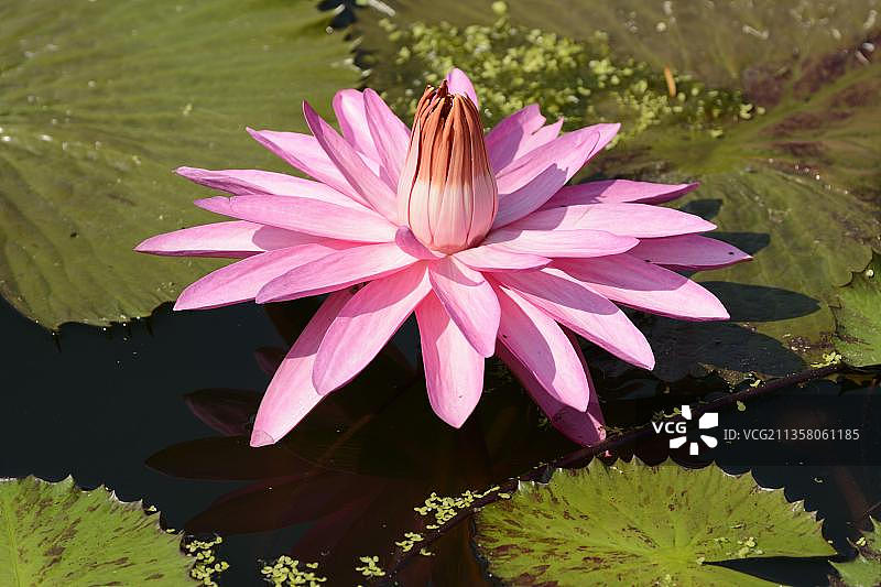 德国欧洲的睡莲图片素材