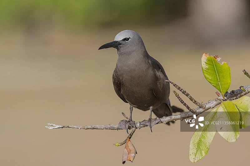 非洲塞舌尔群岛的暗色海燕图片素材
