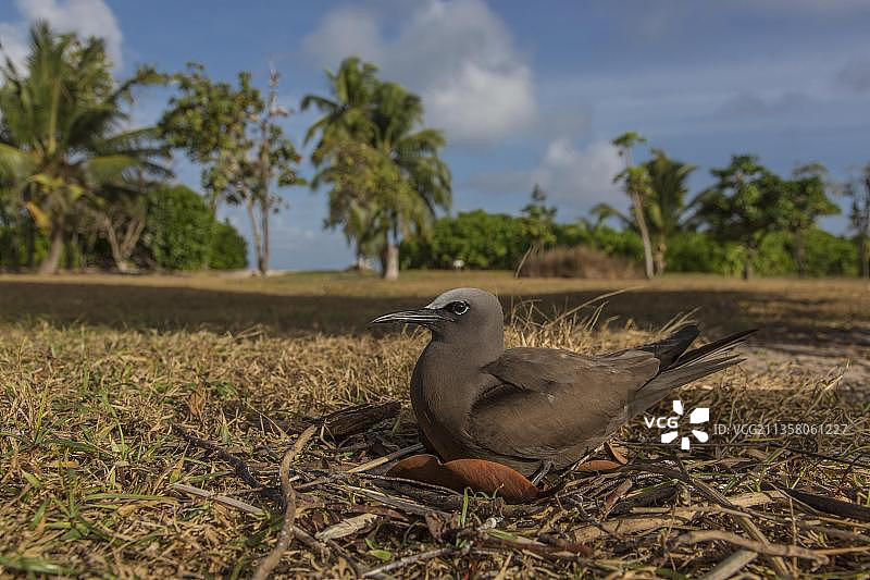 非洲塞舌尔群岛的暗色海燕图片素材