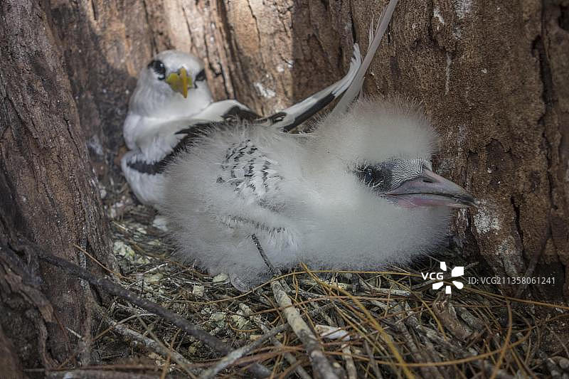 白尾热带鸟，塞舌尔群岛鸟岛，非洲图片素材