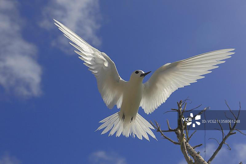 白玄鸥，鸟岛，塞舌尔，非洲图片素材