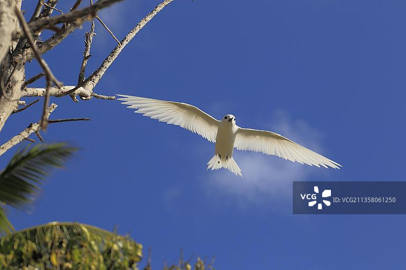 白玄鸥，鸟岛，塞舌尔，非洲图片素材