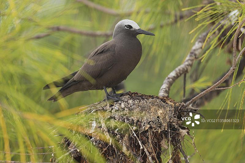 塞舌尔鸟岛上的棕榈燕鸥图片素材